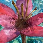 A lily Matthew Toplis